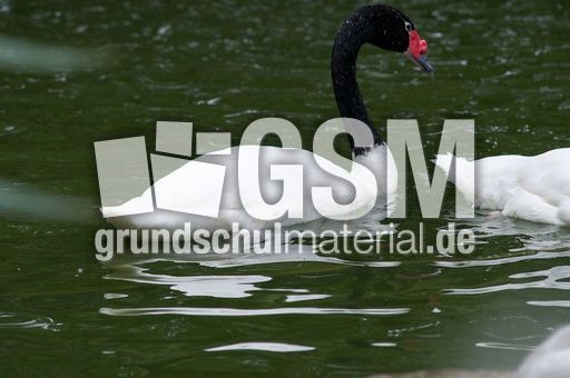 Schwarzhalsschwanschwan (3 von 7).jpg